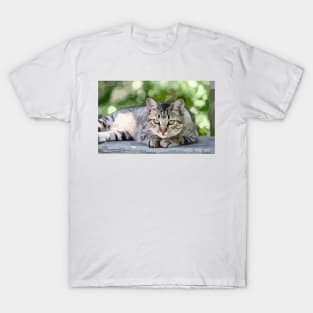 American Shorthair Cat Digital Painting T-Shirt